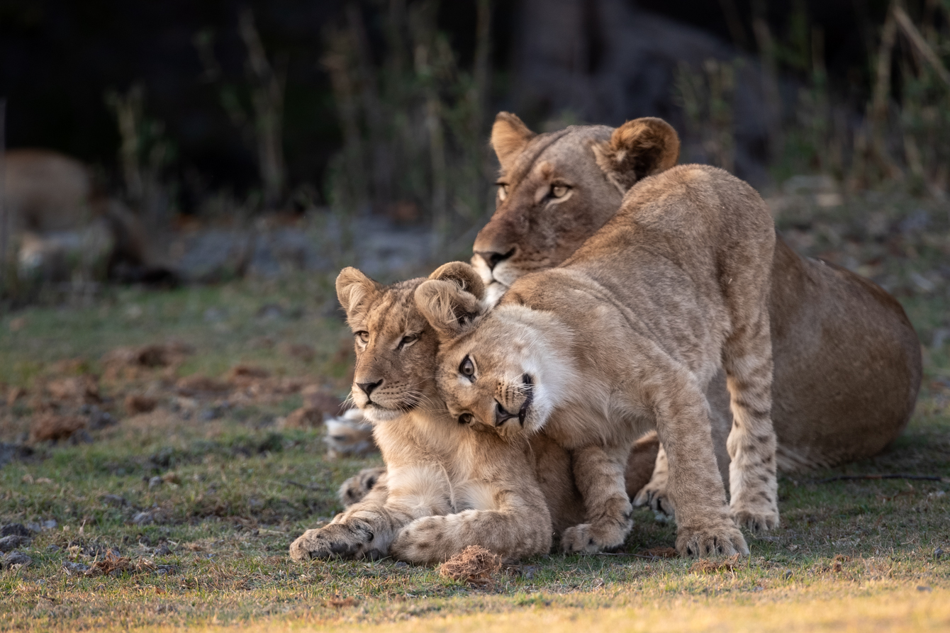 Kafue