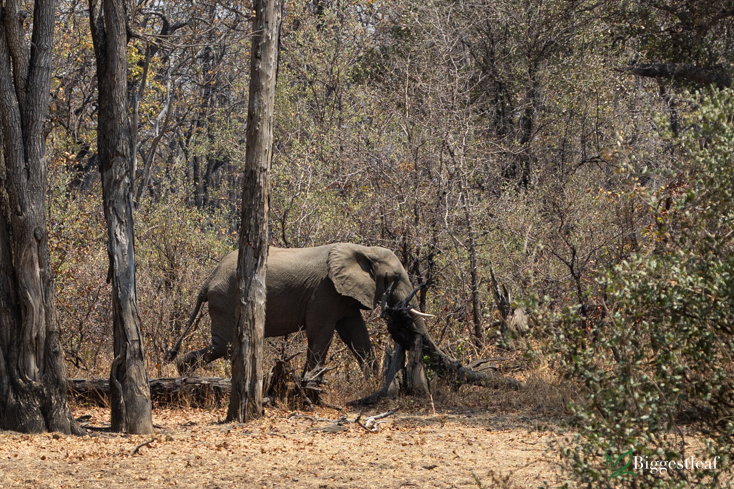Quiet wildlife moment from the road