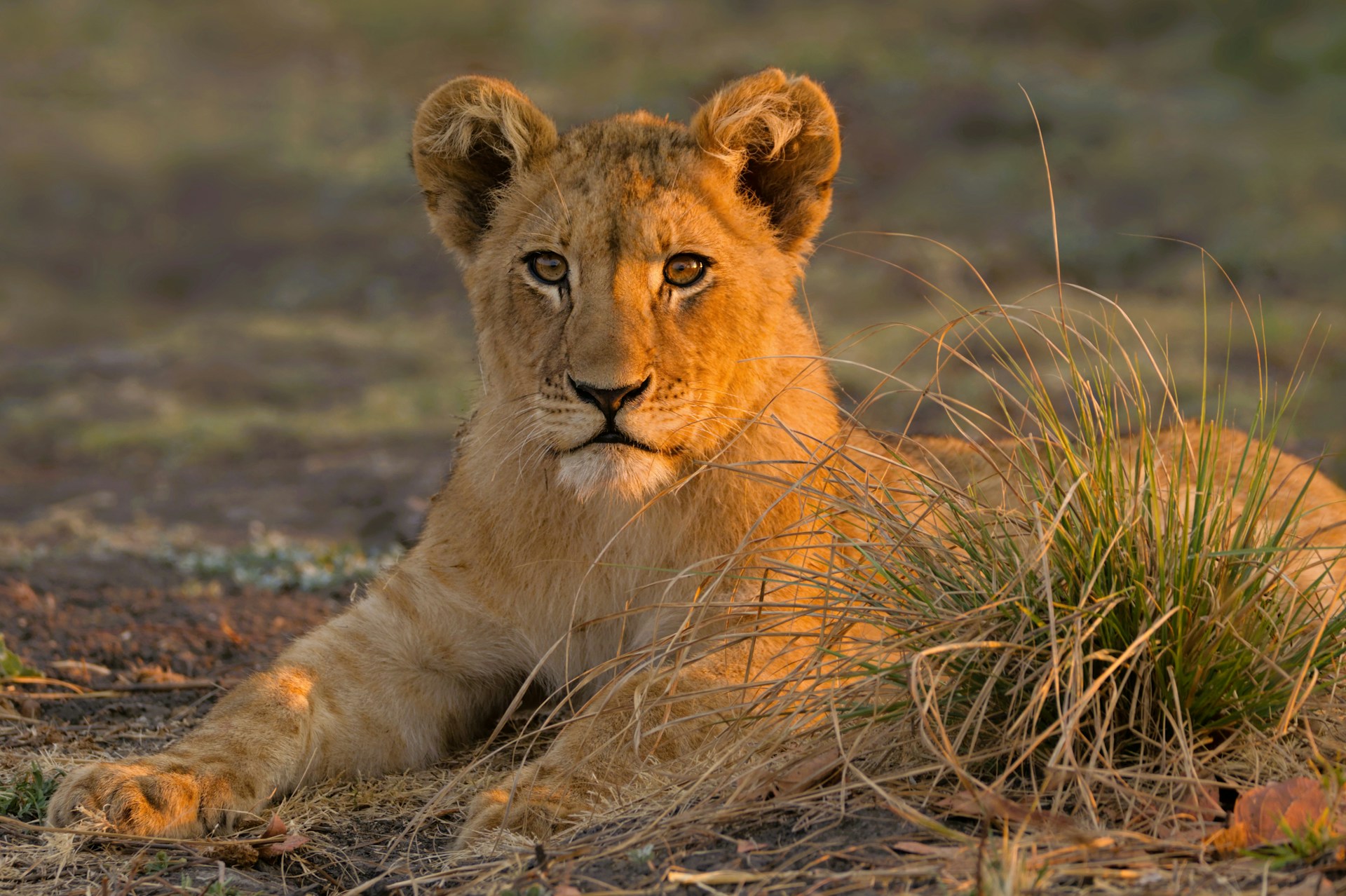 Kafue
