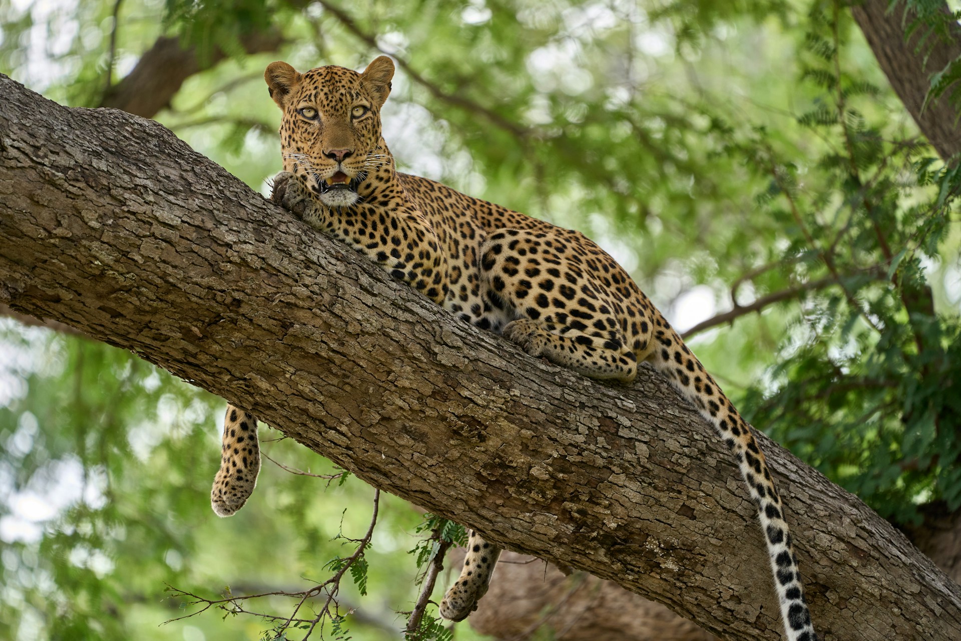 South Luangwa